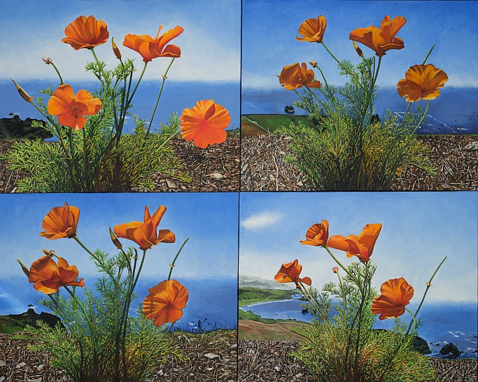 poppies 4 studies