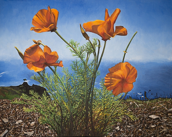 poppies red